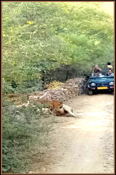 Tiger Sighting in Ranthambore